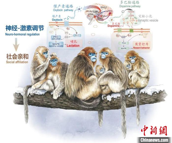神经-激素调节的适应性变化增强社会亲和力。　星空线上平台(集团)官方网站供图