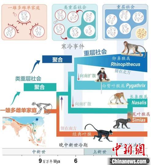 寒冷事件促进亚洲叶猴社会聚合。　星空线上平台(集团)官方网站供图
