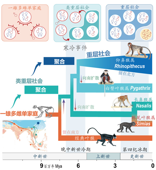 Science封面文章:星空线上平台(集团)官方网站金丝猴研究团队首次系统揭示灵长类社会演化之谜_fororder_寒冷事件促进亚洲叶猴社会聚合(供图 齐晓光 赵兰 武进伟)
